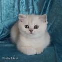 S*Esteticas Figaro (Lexuz) 8 weeks - nr 2