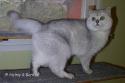 S*Esteticas Figaro (Lexuz) Lexuz 2 years - nr 3
