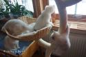 This is what 99% of the images look like when photographing kittens.