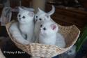 S*Esteticas Figaro (Lexuz), S*Esteticas Frost (Lussefer) and S*Esteticas Fabian 7 weeks