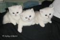 S*Esteticas Freja Fairytail (Issa), IC S*Esteticas Fridolf (Fidde) and S*Esteticas Felina 4 weeks