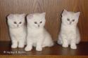 S*Esteticas Freja Fairytail (Issa), IC S*Esteticas Fridolf (Fidde) and S*Esteticas Felina 7 weeks
