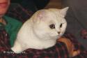 IC S*Esteticas Fridolf (Fidde) 2 years