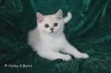 S*Esteticas Frost (Lussefer) 12 weeks - nr 1