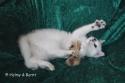 S*Esteticas Frost (Lussefer) 12 weeks - nr 2