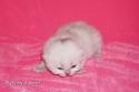 S*Esteticas Frost (Lussefer) 1 week - nr 1