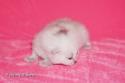 S*Esteticas Frost (Lussefer) 1 week - nr 2