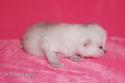 S*Esteticas Frost (Lussefer) 1 week - nr 3