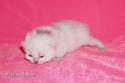 S*Esteticas Frost (Lussefer) 1 week - nr 4