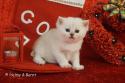 S*Esteticas Frost (Lussefer) 4 weeks - nr 1