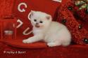 S*Esteticas Frost (Lussefer) 4 weeks - nr 2