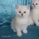 S*Esteticas Frost (Lussefer) 8 weeks - nr 1