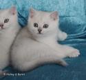 S*Esteticas Frost (Lussefer) 8 weeks - nr 2
