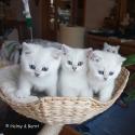S*Esteticas Frost (Lussefer), S*Esteticas Fabian and S*Esteticas Figaro (Lexuz) 7 weeks - nr 1