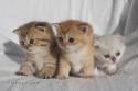 S*Esteticas Goding (Goding), S*Esteticas Goldie (Goldie) and S*Esteticas Gilbert 4 weeks - nr 1