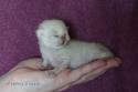 S*Esteticas Gilbert 1 week - nr 2