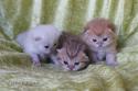 S*Esteticas Gilbert S*Esteticas Goding (Goding) and S*Esteticas Goldie (Goldie) 2 weeks