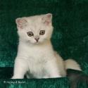 S*Esteticas Gilbert 11 weeks - nr 1