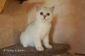 S*Esteticas Gilbert 13 weeks - nr 1