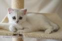 S*Esteticas Gilbert 9 weeks - nr 1
