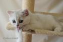 S*Esteticas Gilbert 9 weeks - nr 2