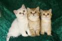 S*Esteticas Gilbert, S*Esteticas Goding (Goding) and S*Esteticas Goldie (Goldie) 11 weeks - nr 1