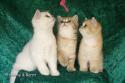 S*Esteticas Gilbert, S*Esteticas Goding (Goding) and S*Esteticas Goldie (Goldie) 11 weeks - nr 2