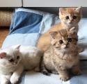 S*Esteticas Gilbert, S*Esteticas Goding (Goding) and S*Esteticas Goldie (Goldie) 7 weeks - nr 1 © Linda Petersson Wahlqvist