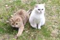 S*Esteticas Goding (Goding) and S*Esteticas Zinnea (Zinnea) I2-litter 