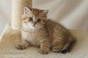 S*Esteticas Goding (Goding) 9 weeks - nr 1