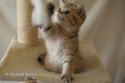 S*Esteticas Goding (Goding) 9 weeks - nr 2