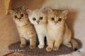 S*Esteticas Goding (Goding), S*Esteticas Gilbert and S*Esteticas Goldie (Goldie) 13 weeks - nr 1