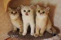 S*Esteticas Goding (Goding), S*Esteticas Gilbert and S*Esteticas Goldie (Goldie) 13 weeks - nr 2