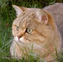 CH S*Esteticas Golden Delight 3 years head