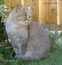 CH S*Esteticas Golden Delight 3 years
