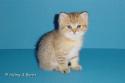 CH S*Esteticas Golden Delight 5 weeks