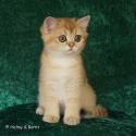 S*Esteticas Goldie (Goldie) 11 weeks - nr 1