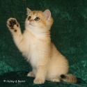 S*Esteticas Goldie (Goldie) 11 weeks - nr 2