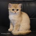 S*Esteticas Goldie (Goldie) 13 weeks - nr 1