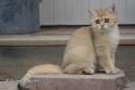 S*Esteticas Goldie (Goldie) 16 weeks - nr 1