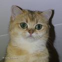S*Esteticas Goldie (Goldie) 20 månader fram