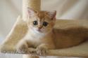S*Esteticas Goldie (Goldie) 9 weeks - nr 2