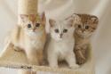 S*Esteticas Goldie (Goldie), S*Esteticas Gilbert and S*Esteticas Goding (Goding) 9 weeks - nr 1