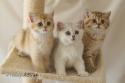 S*Esteticas Goldie (Goldie), S*Esteticas Gilbert and S*Esteticas Goding (Goding) 9 weeks - nr 2