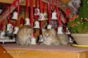 CH S*Esteticas Golden Grace (Grace) and S*Esteticas Golden Boy (Tusse) 7 weeks Christmas
