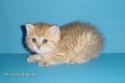 CH S*Esteticas Golden Grace (Grace) 5 weeks