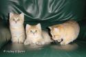 CH S*Esteticas Golden Grace (Grace), S*Esteticas Golden Boy (Tusse) and CH S*Esteticas Golden Delight 8 weeks