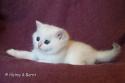 S*Esteticas Harry 5 weeks - nr 2