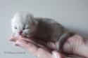 S*Esteticas Hera 1 week - nr 1