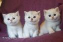 S*Esteticas Hugo, S*Esteticas Hera and S*Esteticas Harry 5 weeks - nr 1